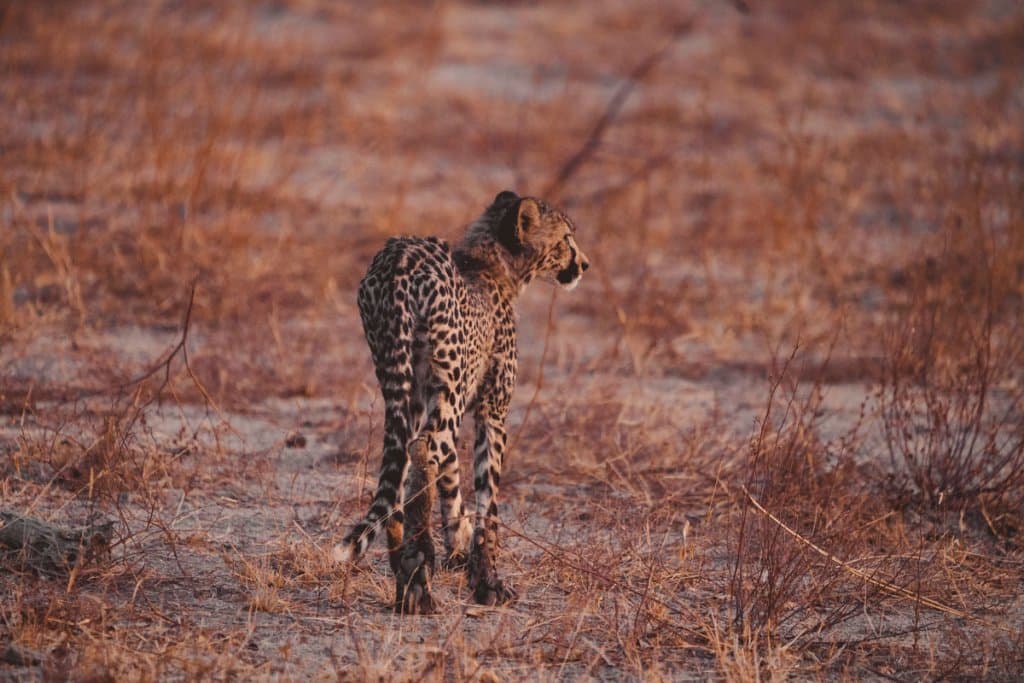 afrikaanse safari boeken