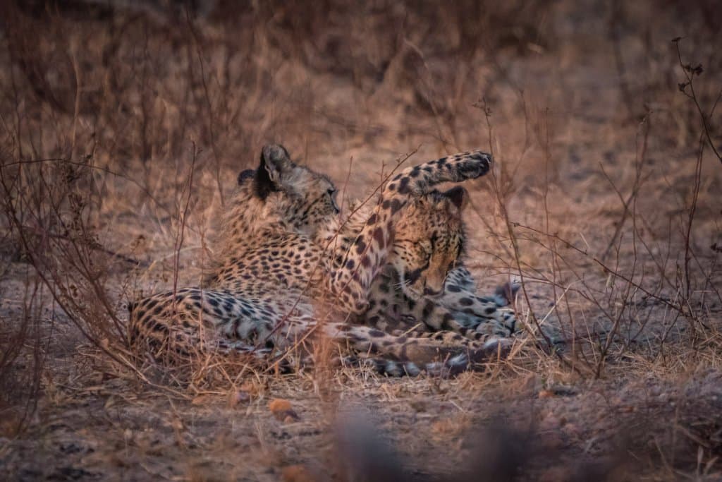 safari wilde dieren krugerpark