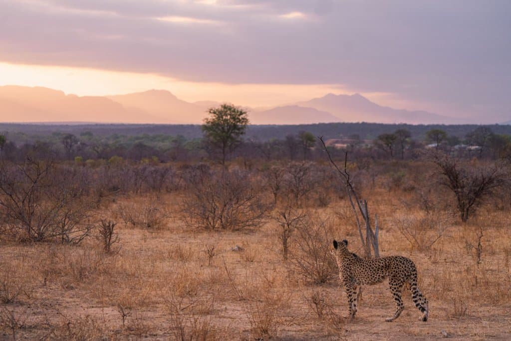 jachtluitpaard big 5 safari