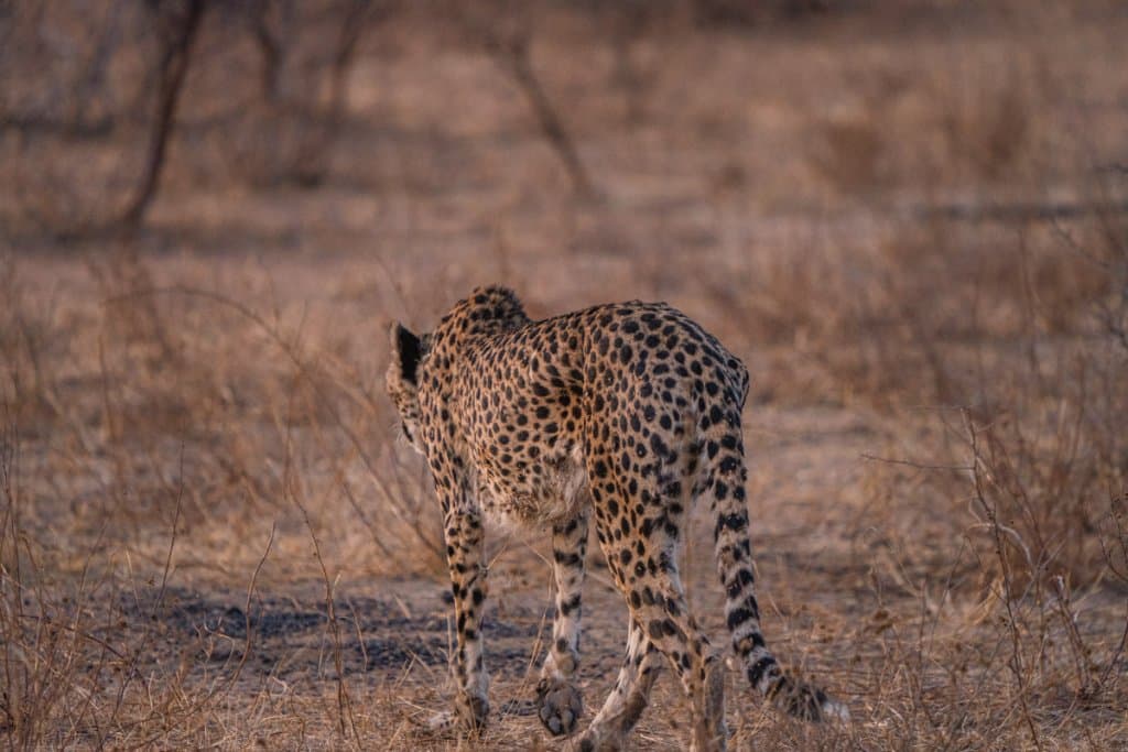 cheetas spotten krugerpark