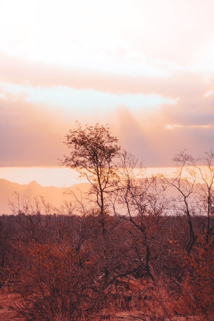 op safari gaan in zuid afrika