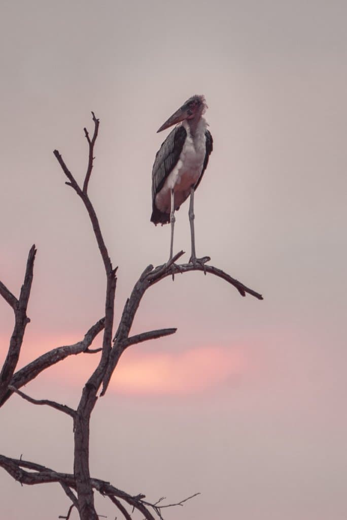 vogels spotten krugerpark