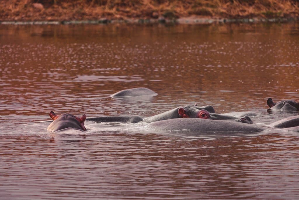 waar nijlpaarden zien zuid afrika