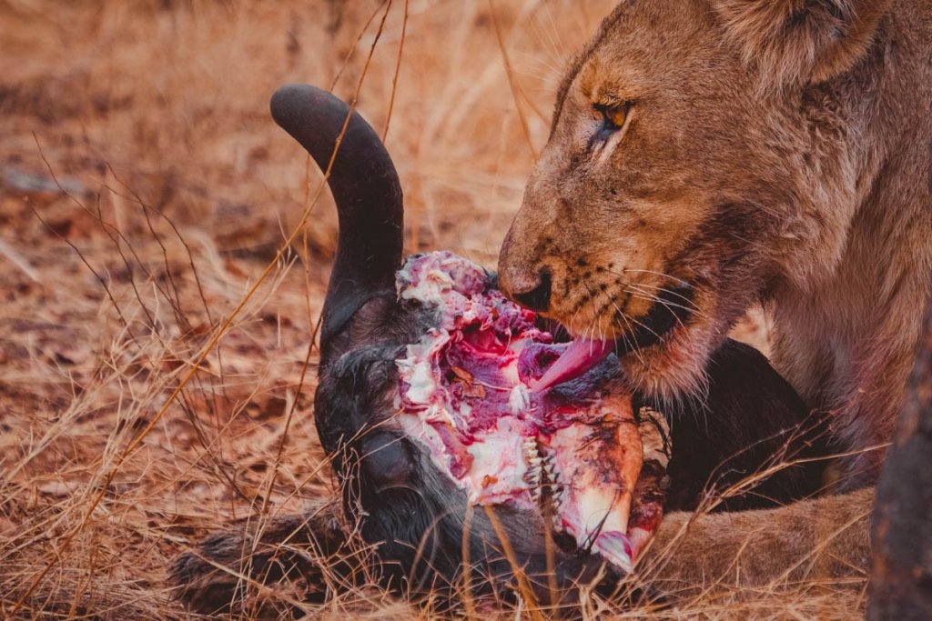 aanval leeuw safari kruger