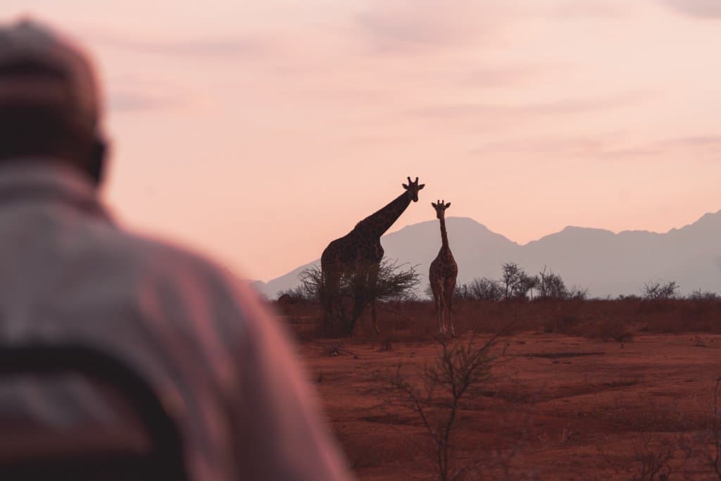 giriaffen en ander wildlife op safari