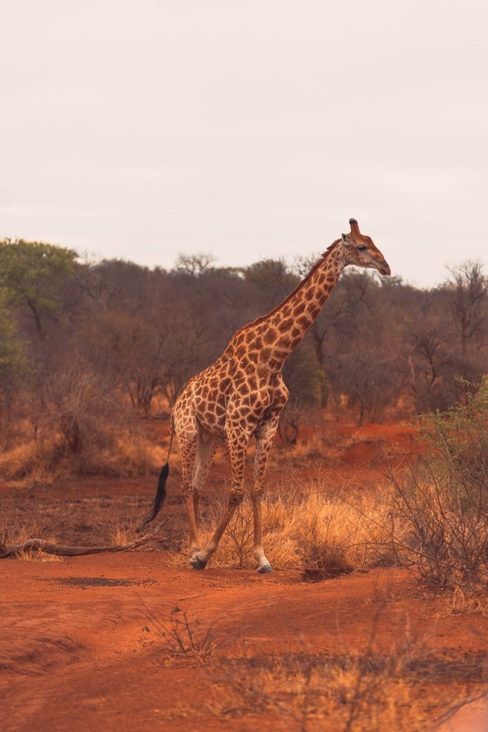 safari giraffe