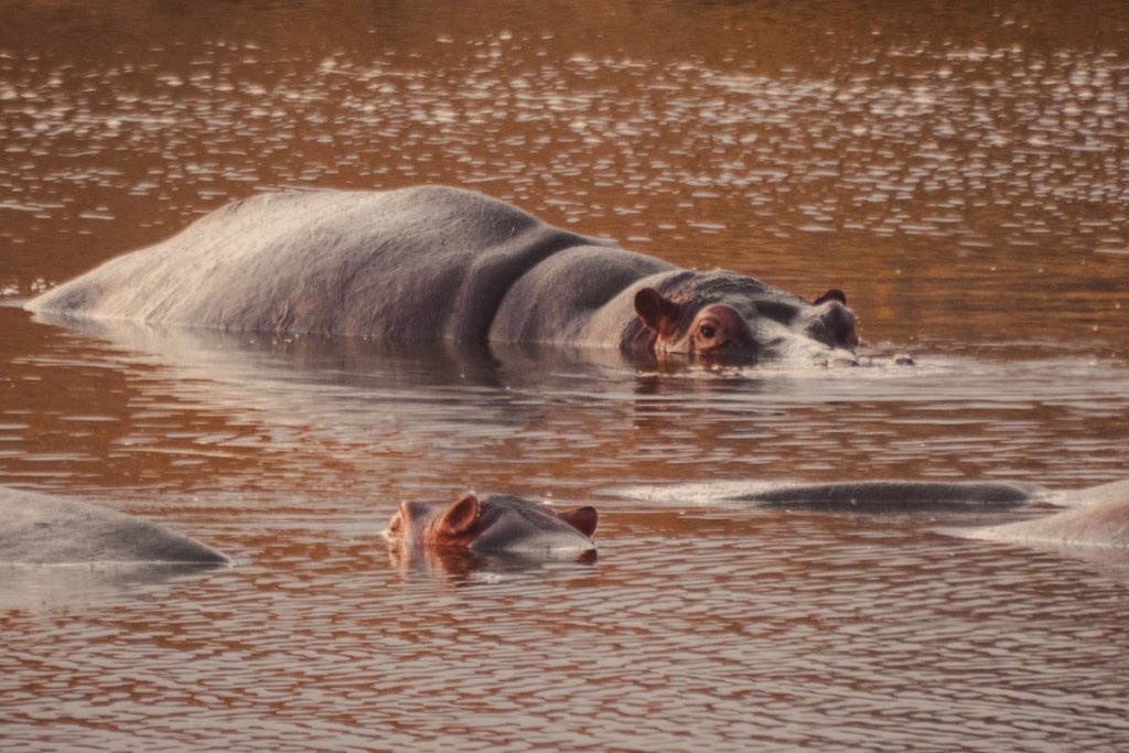 nijlpaarden op safari