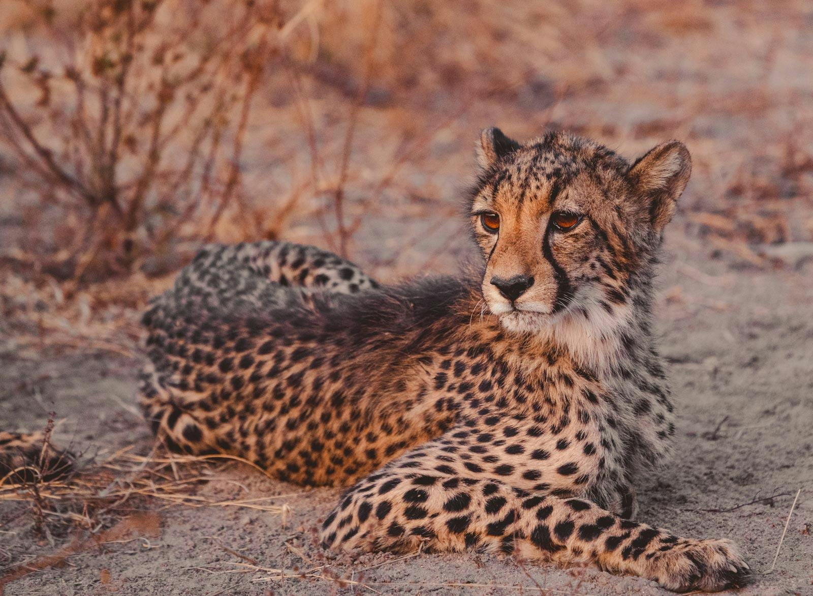 De mooiste safari in het Krugerpark, Zuid-Afrika: Makalali Private Game Reserve