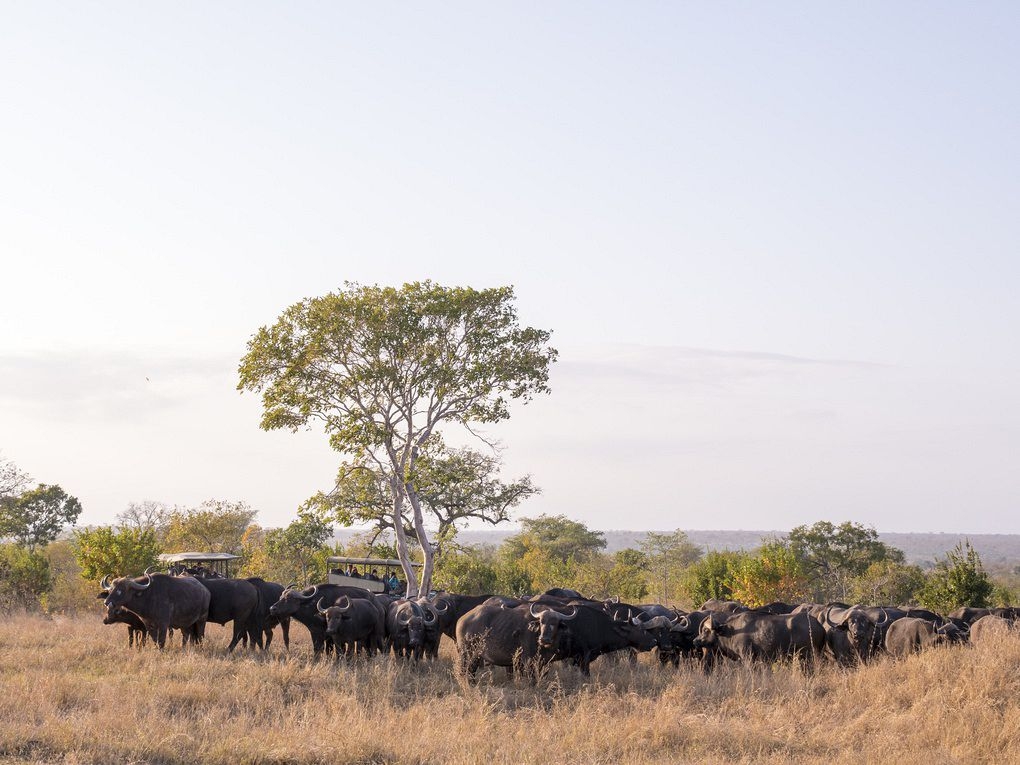 wildlife in afrika safari