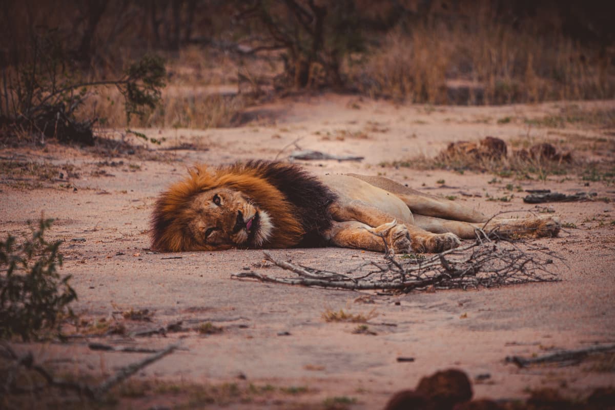 wildlife verszorgen afrika
