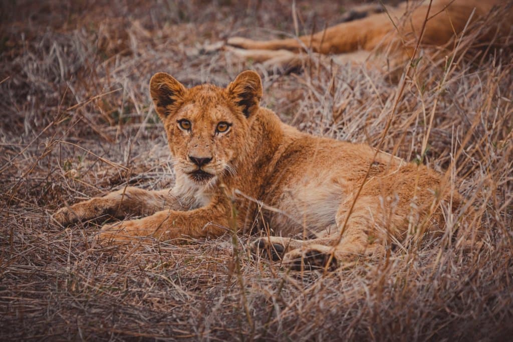 Boek je reis naar Zuid-Afrika via Soms Ook Heimwee. Dit zijn de goedkoopste vluchten en reizen