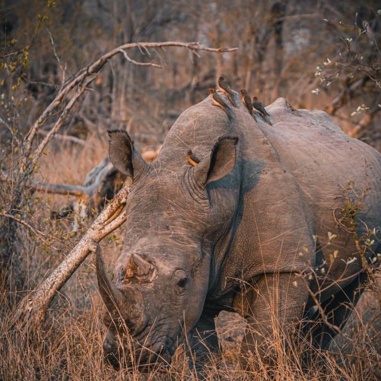 zuid afrika big five spotten