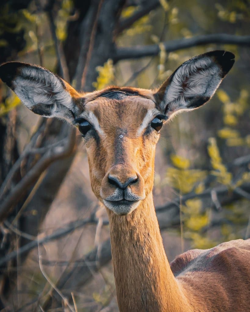 wilde dieren kijken afrika