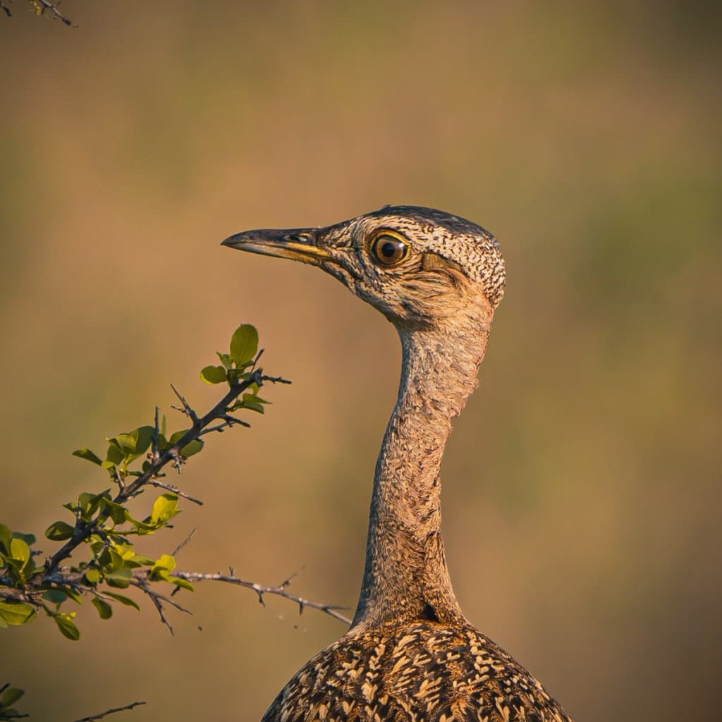Vogels spotten zuid afrika