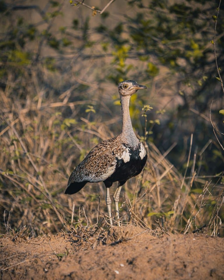 bird wacthing kruger park