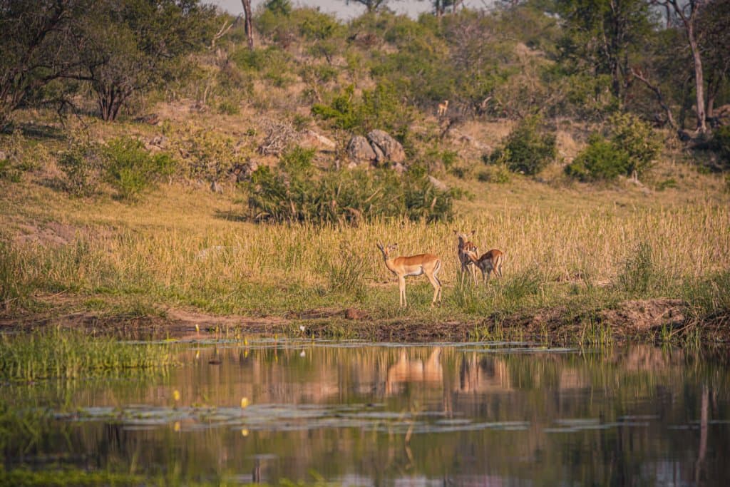 welke parken bezoeken zuid afrika