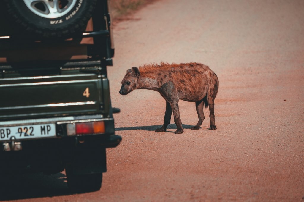 hyenas spotten zuid afrika