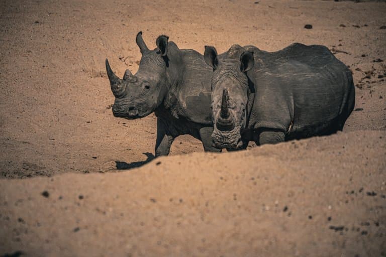 wildlife zuid afrika