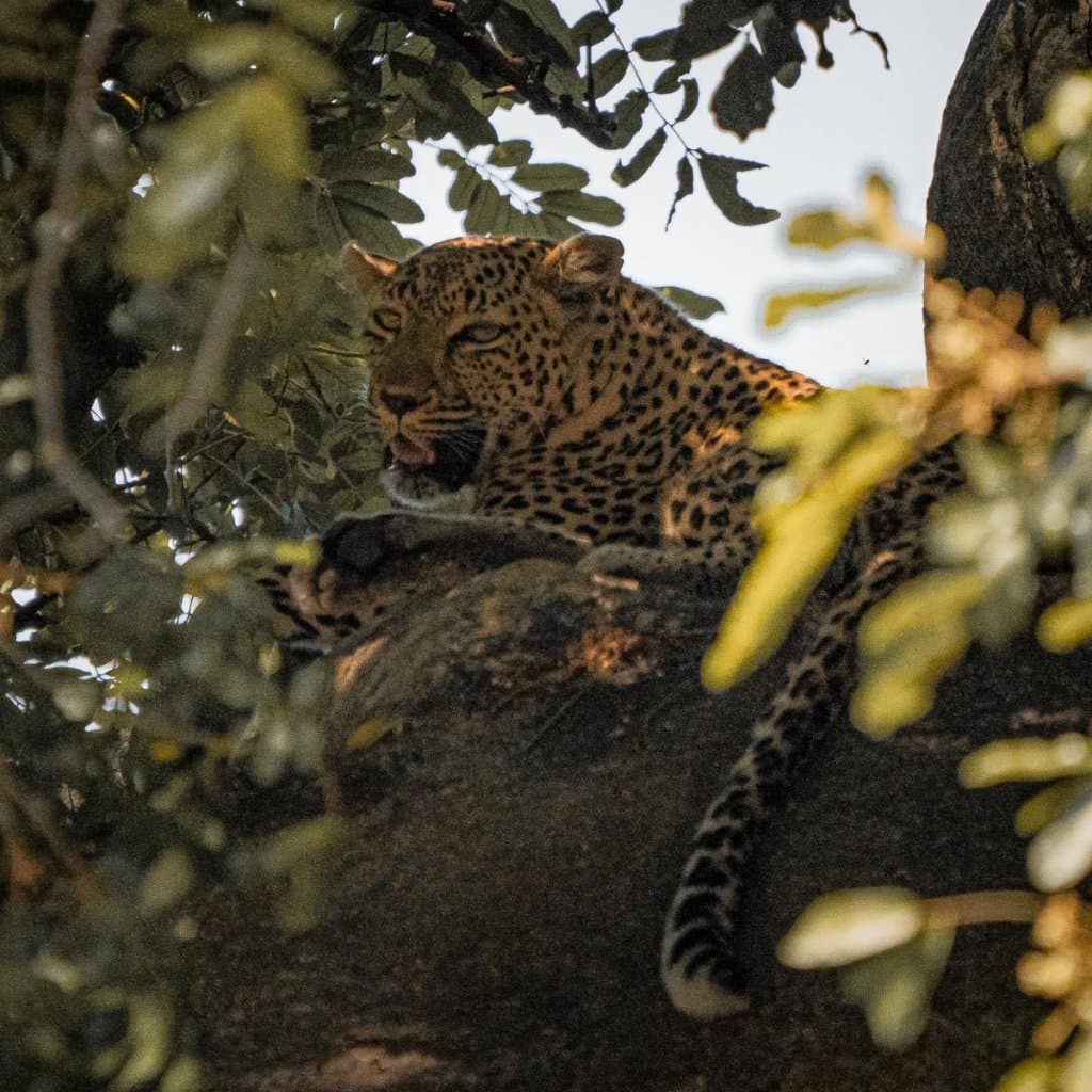 waar luipaarden zien