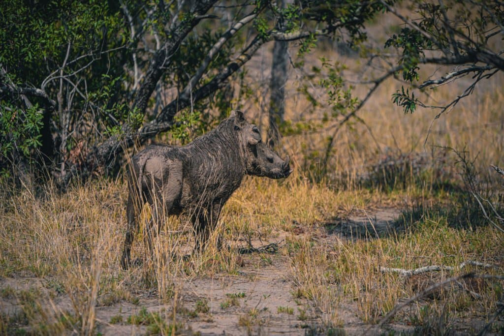 pumba kijken zuid afrika