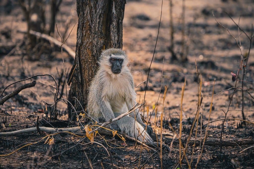 zijn apen gevaarlijk in zuid afrika