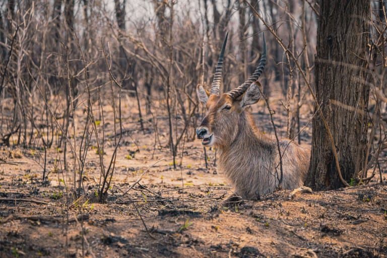 huwelijkreis zuid afrika