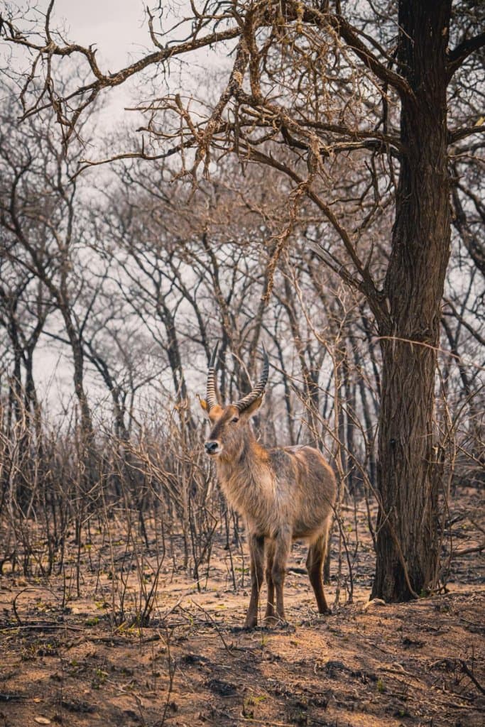 safari koedoe zuif afrika