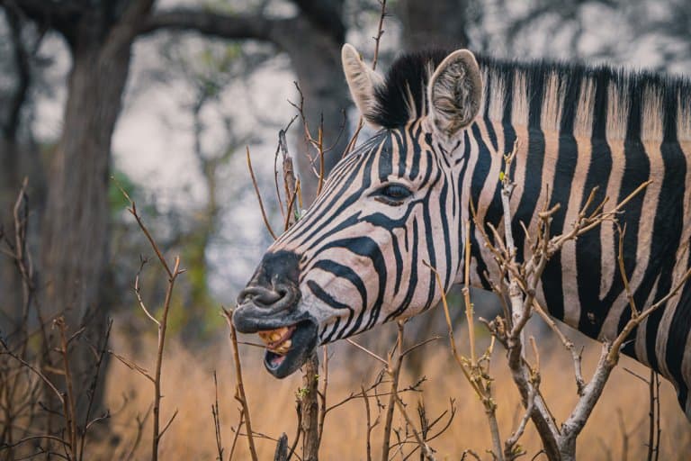 safari in zuid afrika