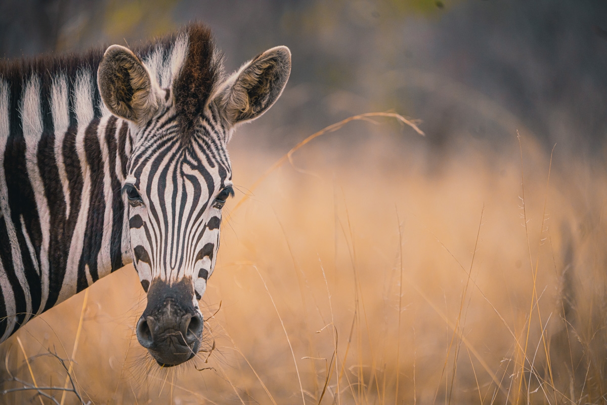 zebras spotten afrika