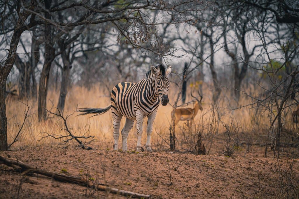 huwelijksreis in the wild