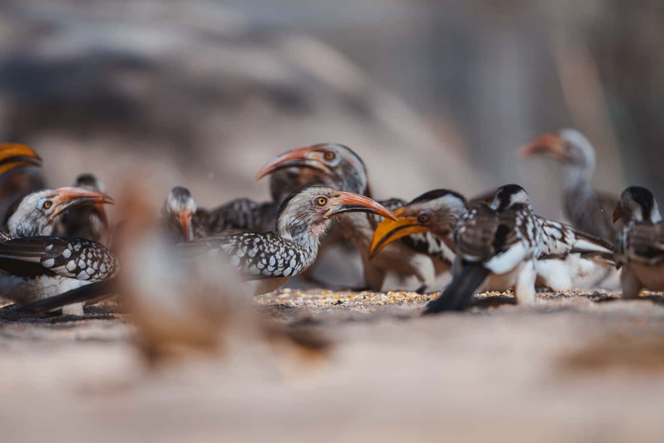 Vrijwilligerswerk in Zuid-Afrika: die keer bij Zazu in het Kruger Park 
