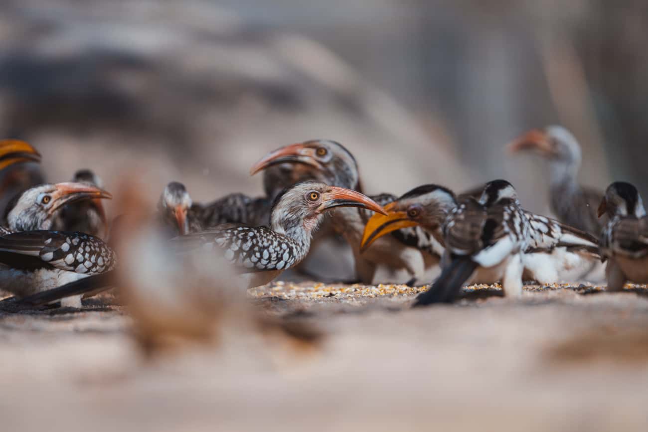 Vrijwilligerswerk in Zuid-Afrika: die keer bij Zazu in het Kruger Park ﻿