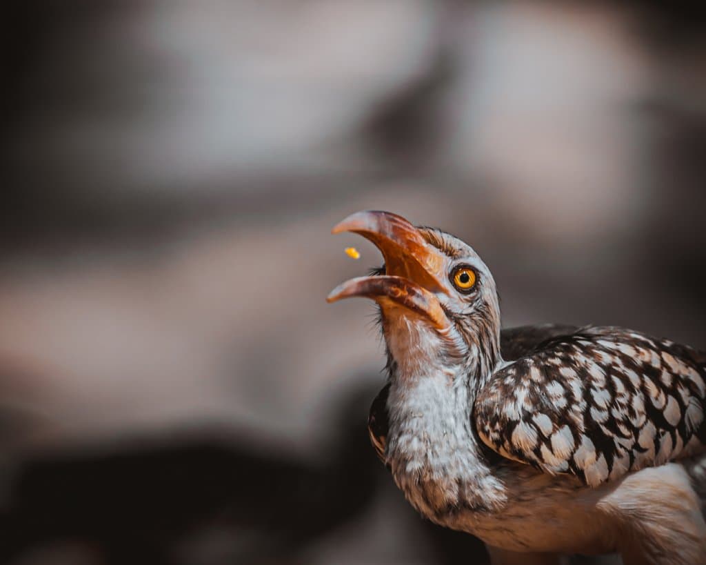 zazu zuid afrika wildlife spotten