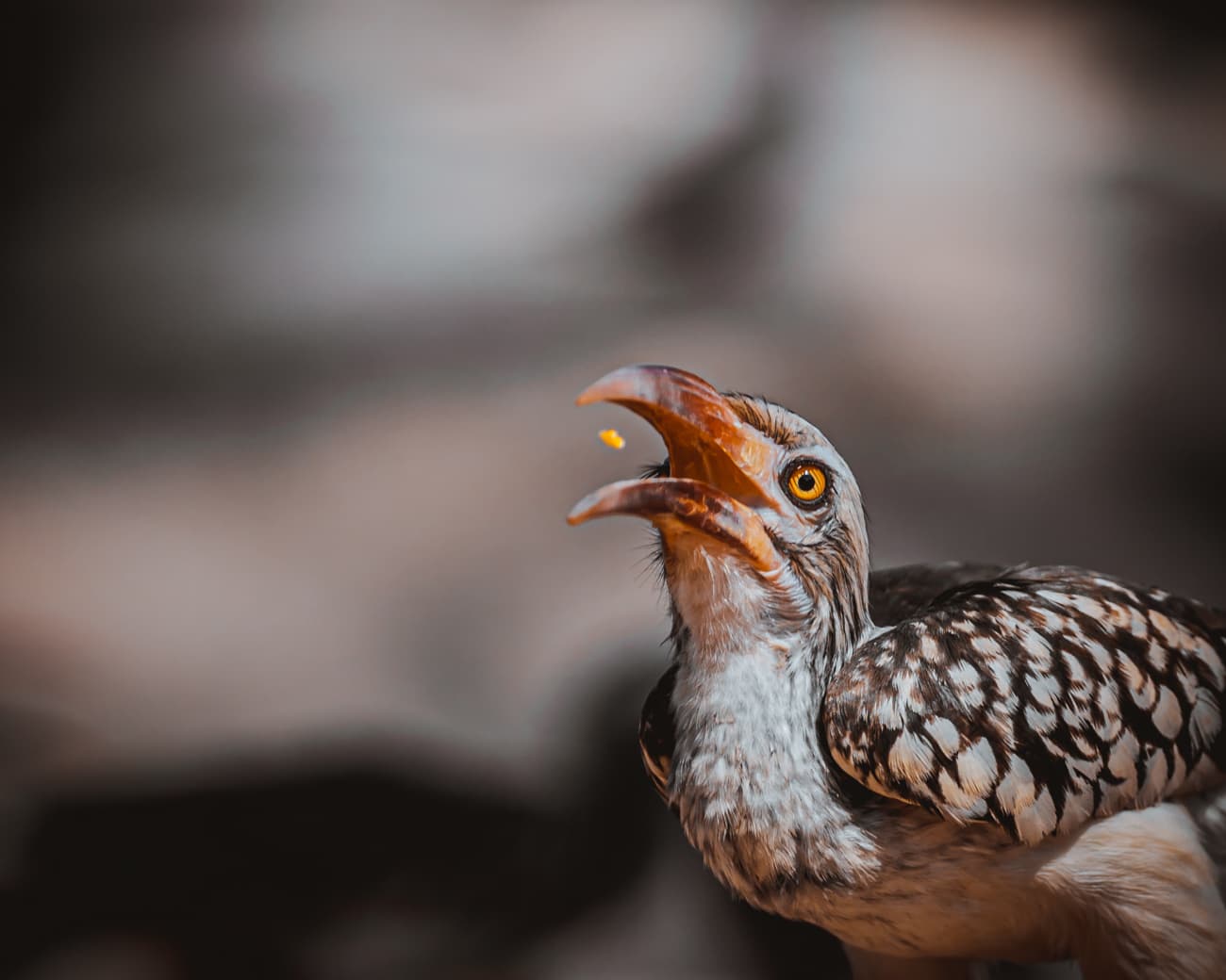 zazu zuid afrika wildlife spotten