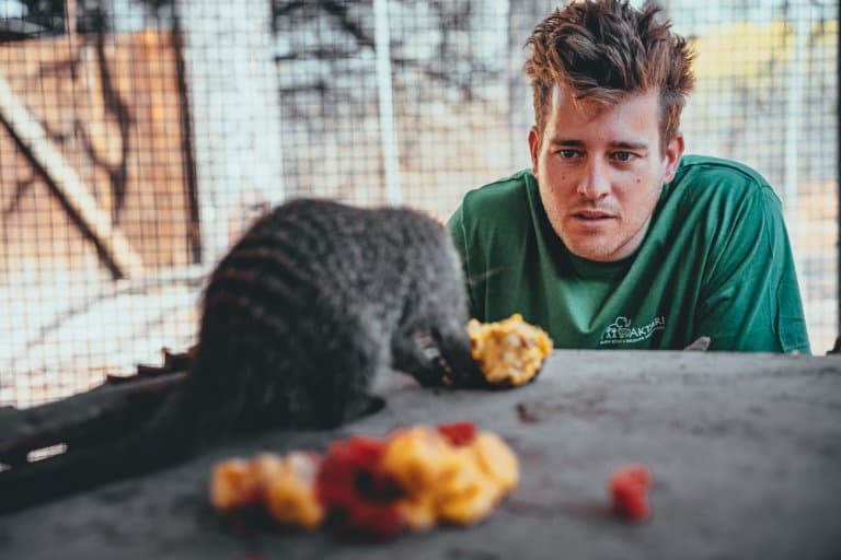 dierenverzorging zuid-afrika