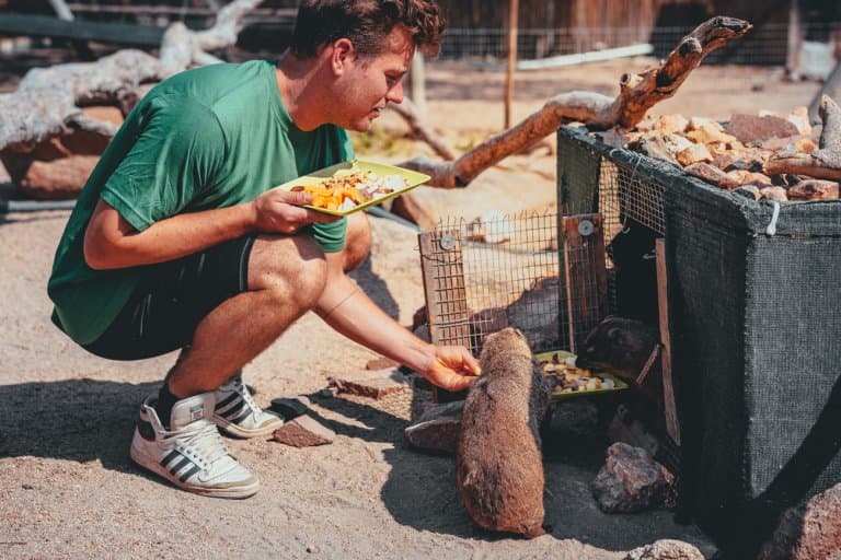 dieren verzorgen in zuid-afrika