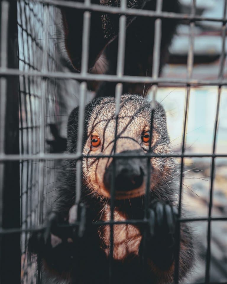 gewonde dieren van afrika verzorgen