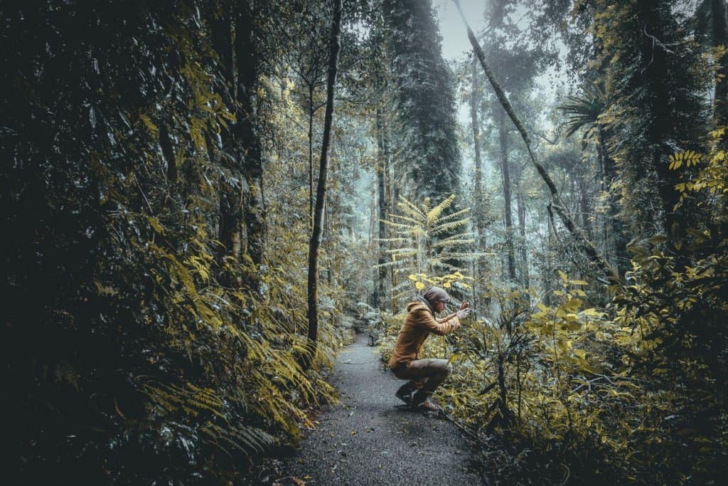 cairns regenwoud australie