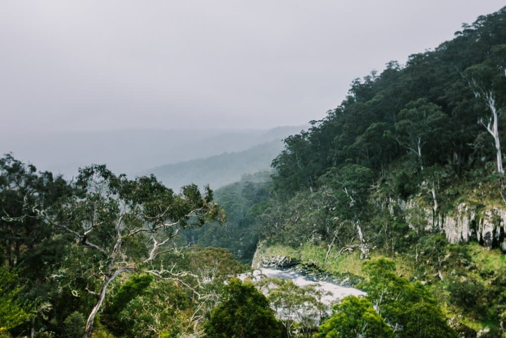 prachtig regenwoud en jungle east coast