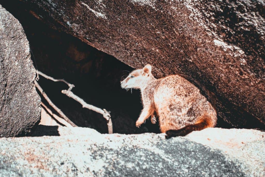 een baby koala op Rottnest Island