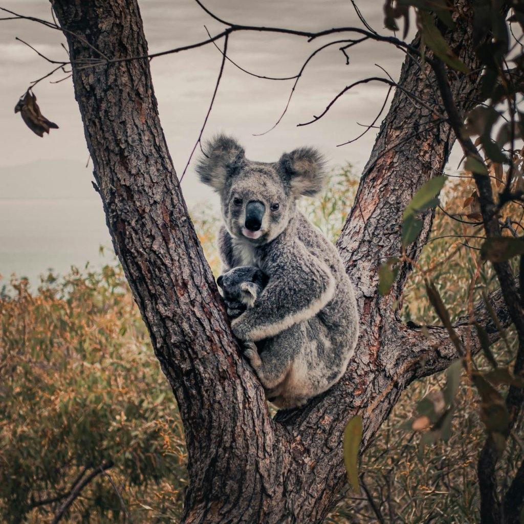 koalas zien in australie