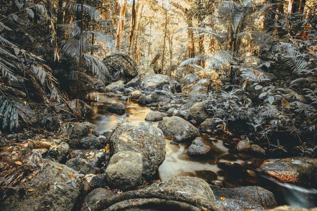 cape tribulation roadtrip en daintree