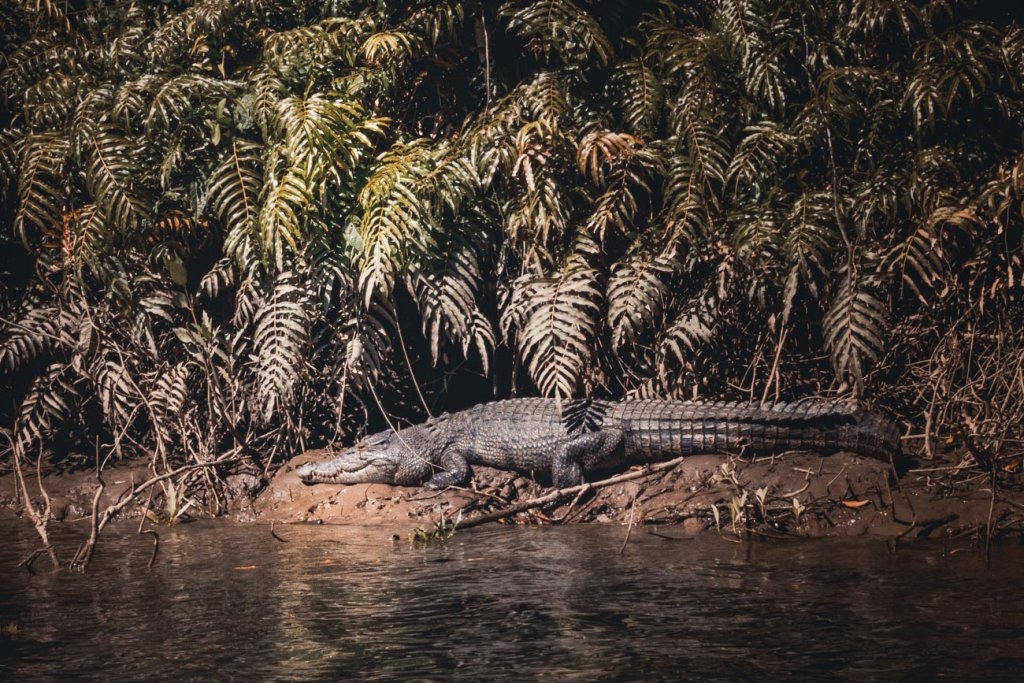 krokodillen australie