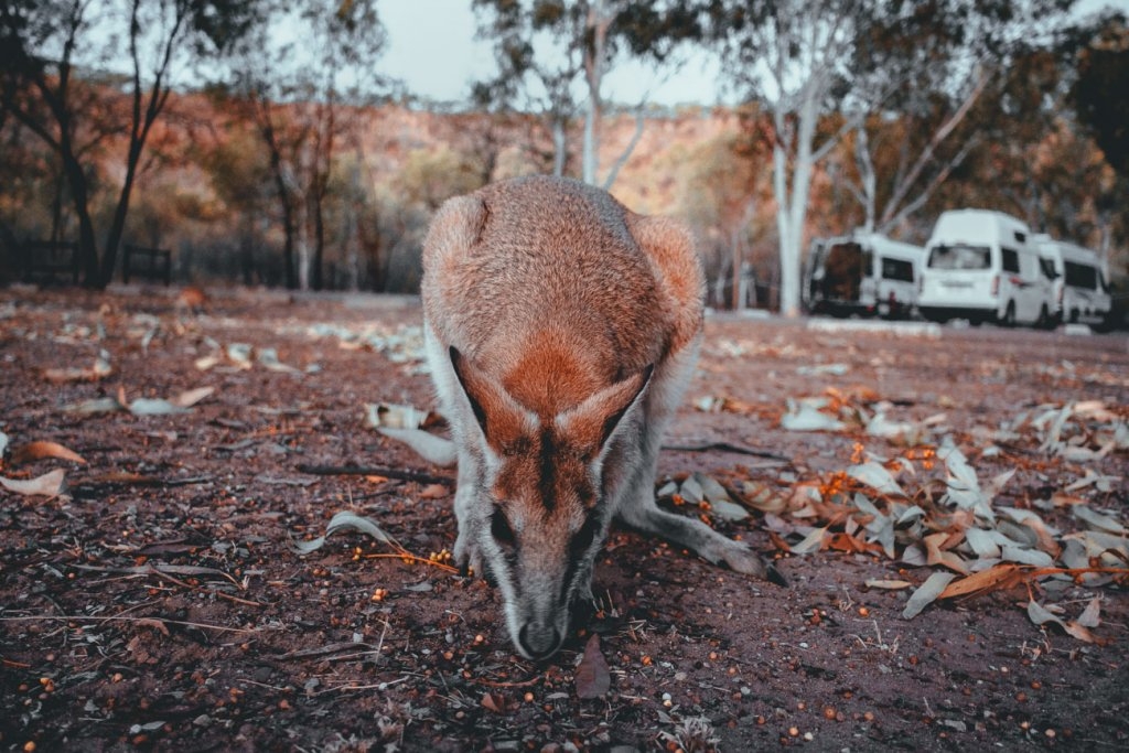 kangaroes zien in australie