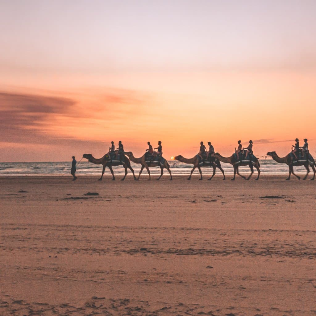 kamelen zien in broome
