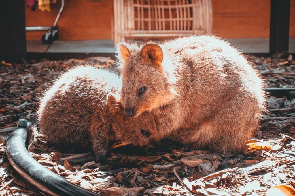 australie rottnest island