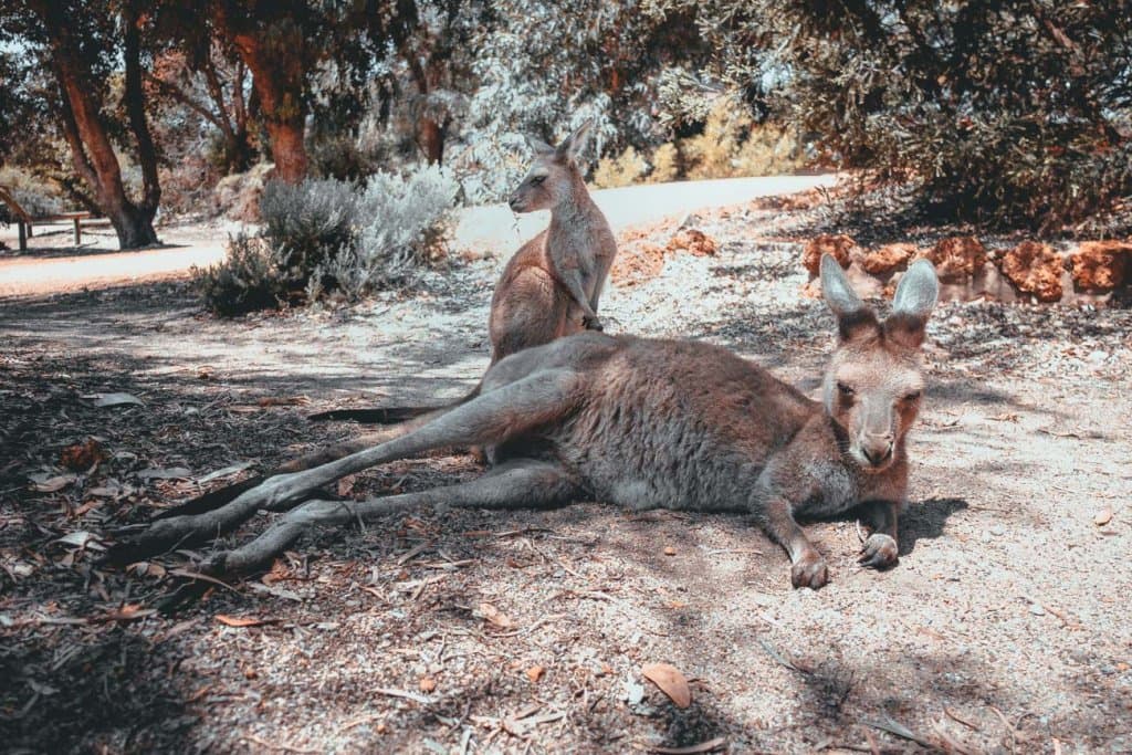 kangaroes op het strand