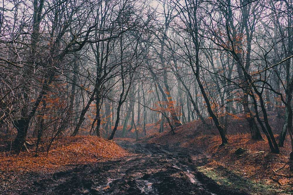 spookbos bezoeken roemenie dracula