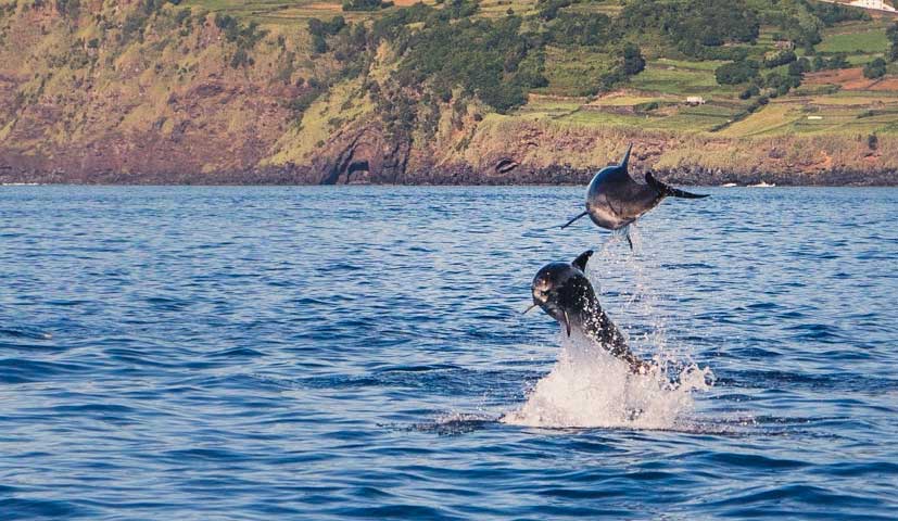 Azoren reis tips whale watching