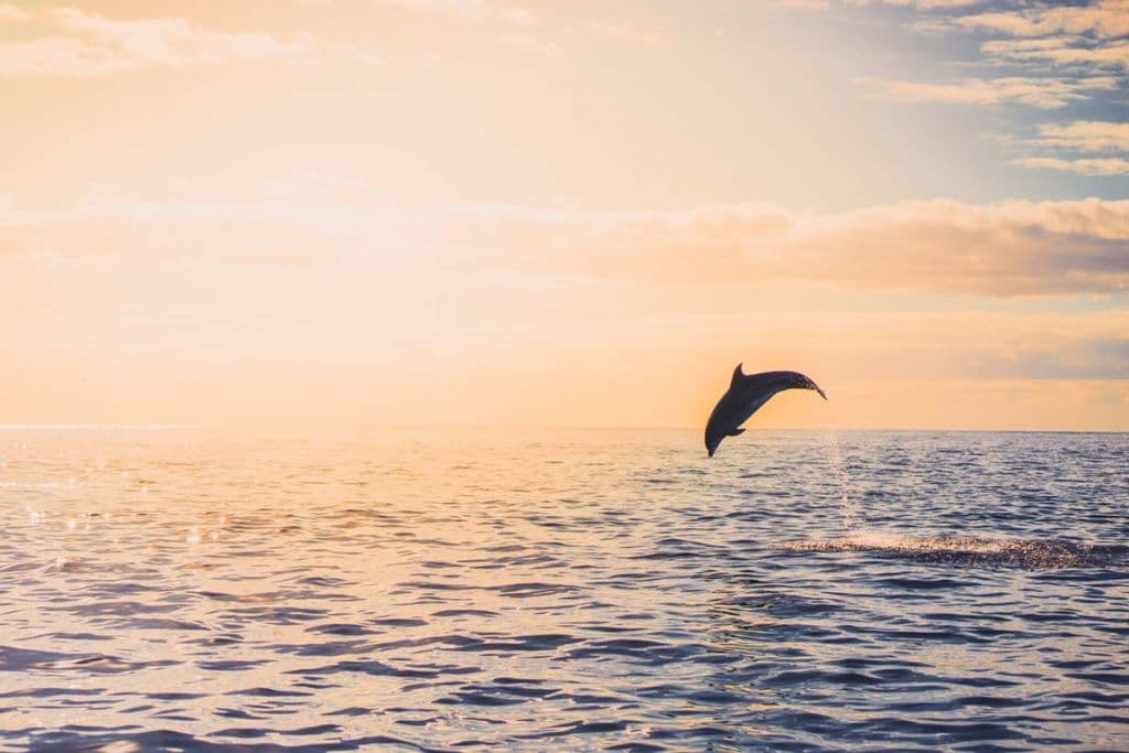 whale watching azoren